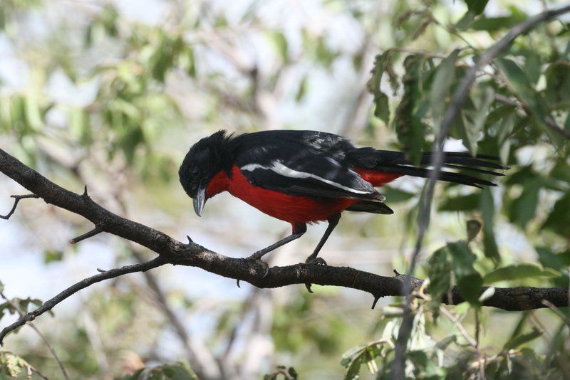 Mosetlha Bush Camp And Eco Lodge Madikwe Game Reserve North West Province South Africa Bird, Animal