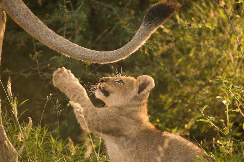 Mosetlha Bush Camp And Eco Lodge Madikwe Game Reserve North West Province South Africa Sepia Tones, Animal