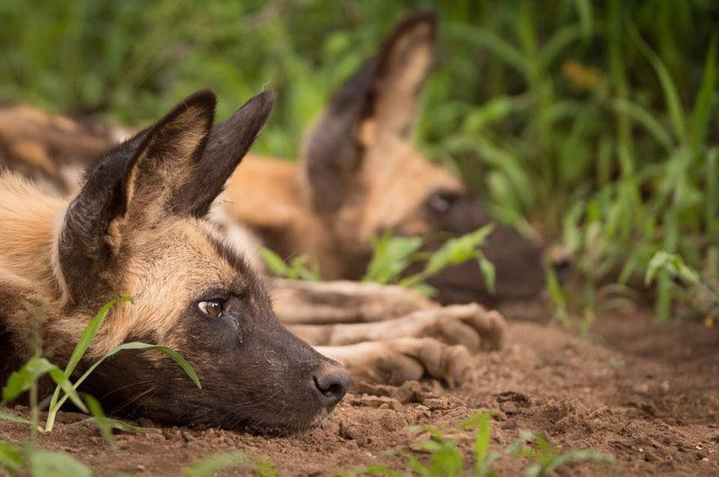 Mosetlha Bush Camp And Eco Lodge Madikwe Game Reserve North West Province South Africa Animal