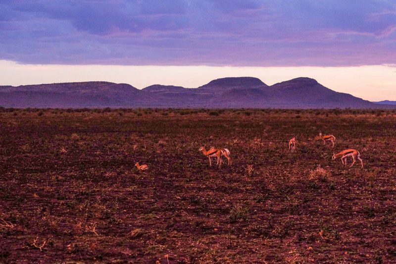 Mosetlha Bush Camp And Eco Lodge Madikwe Game Reserve North West Province South Africa Complementary Colors, Field, Nature, Agriculture, Desert, Sand, Lowland