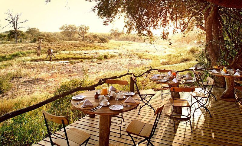 Motswari Private Game Reserve Timbavati Reserve Mpumalanga South Africa Colorful, Place Cover, Food