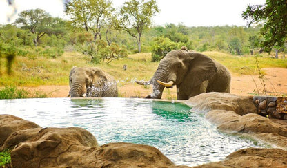 Motswari Private Game Reserve Timbavati Reserve Mpumalanga South Africa Elephant, Mammal, Animal, Herbivore