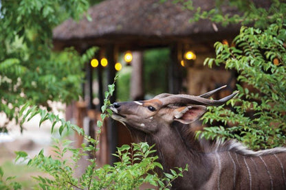 Motswari Private Game Reserve Timbavati Reserve Mpumalanga South Africa Animal