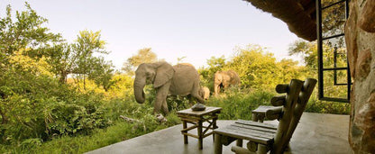 Motswari Geiger S Camp Timbavati Reserve Mpumalanga South Africa Elephant, Mammal, Animal, Herbivore