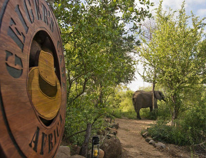 Motswari Geiger S Camp Timbavati Reserve Mpumalanga South Africa Elephant, Mammal, Animal, Herbivore