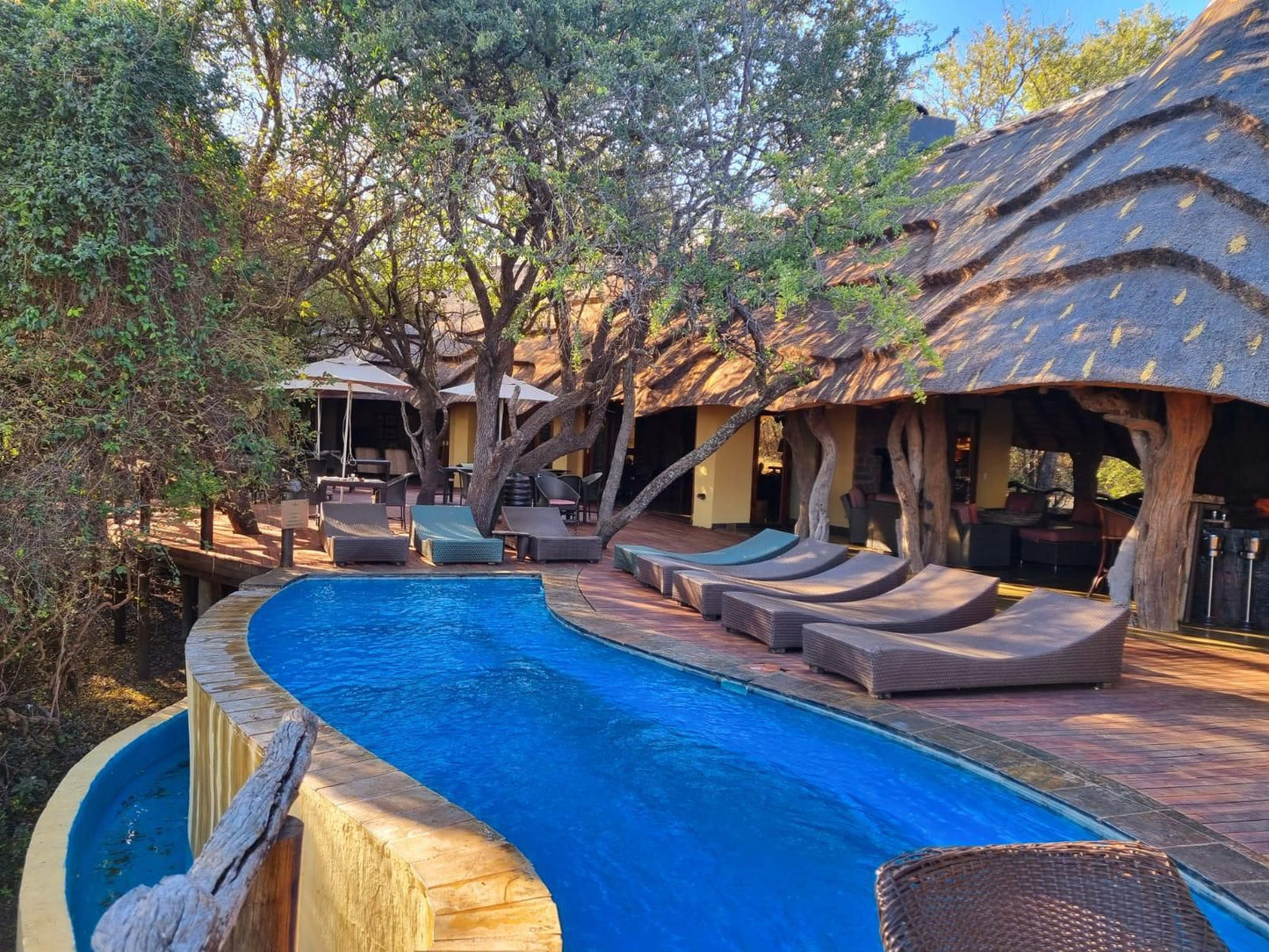 Motswiri Private Safari Lodge Madikwe Game Reserve North West Province South Africa Swimming Pool