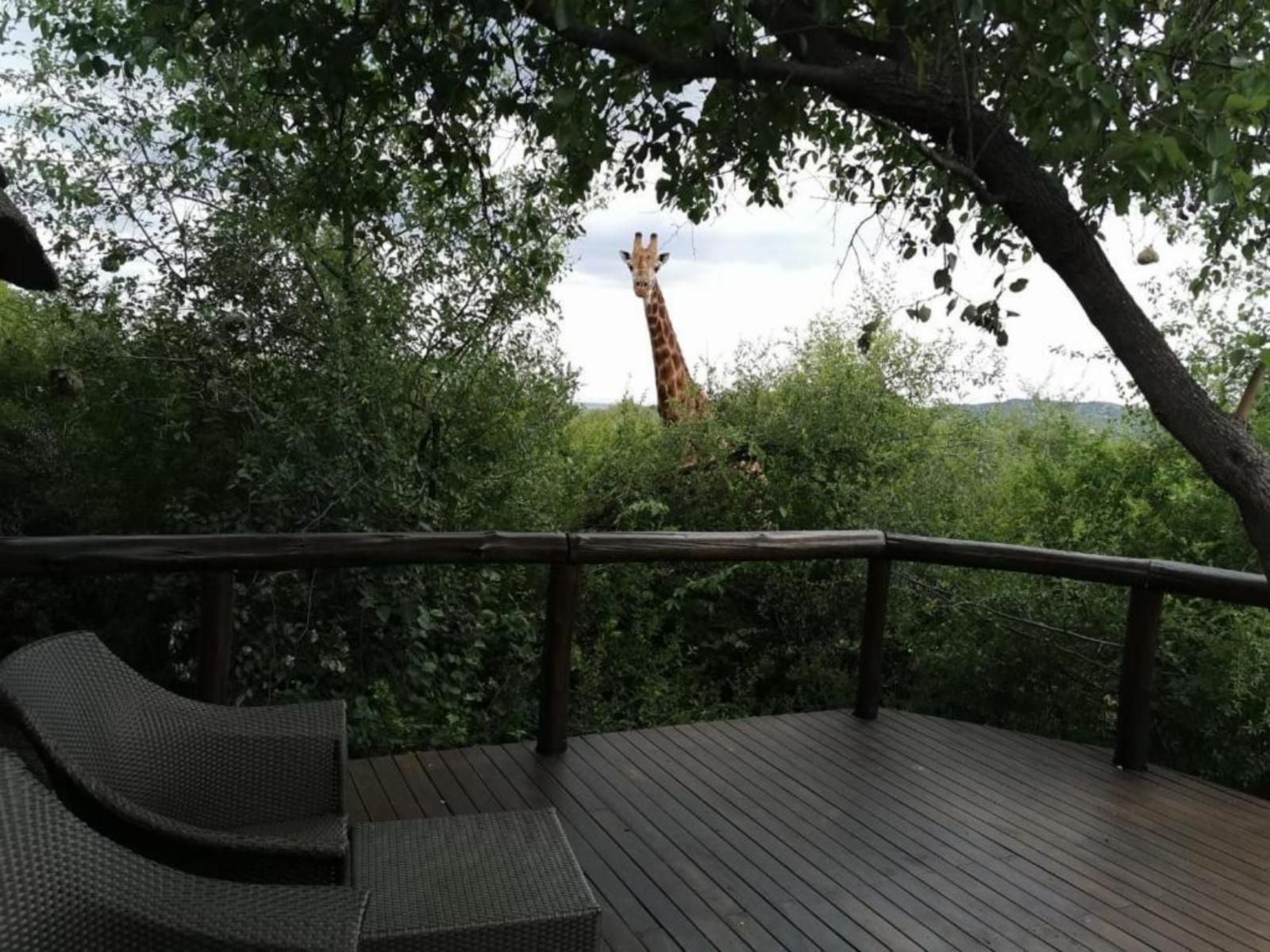 Motswiri Private Safari Lodge Madikwe Game Reserve North West Province South Africa 