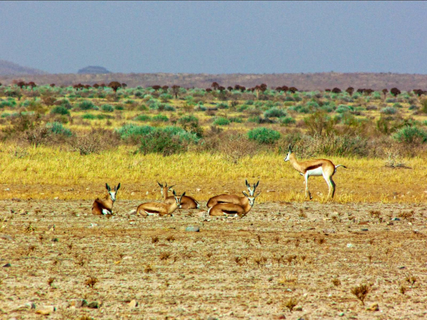 Mount Canyon Guest Farm, Animal, Desert, Nature, Sand, Lowland