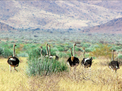 Mount Canyon Guest Farm, Animal, Desert, Nature, Sand