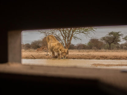 Mount Etjo Safari Lodge, Sepia Tones, Lion, Mammal, Animal, Big Cat, Predator, Desert, Nature, Sand