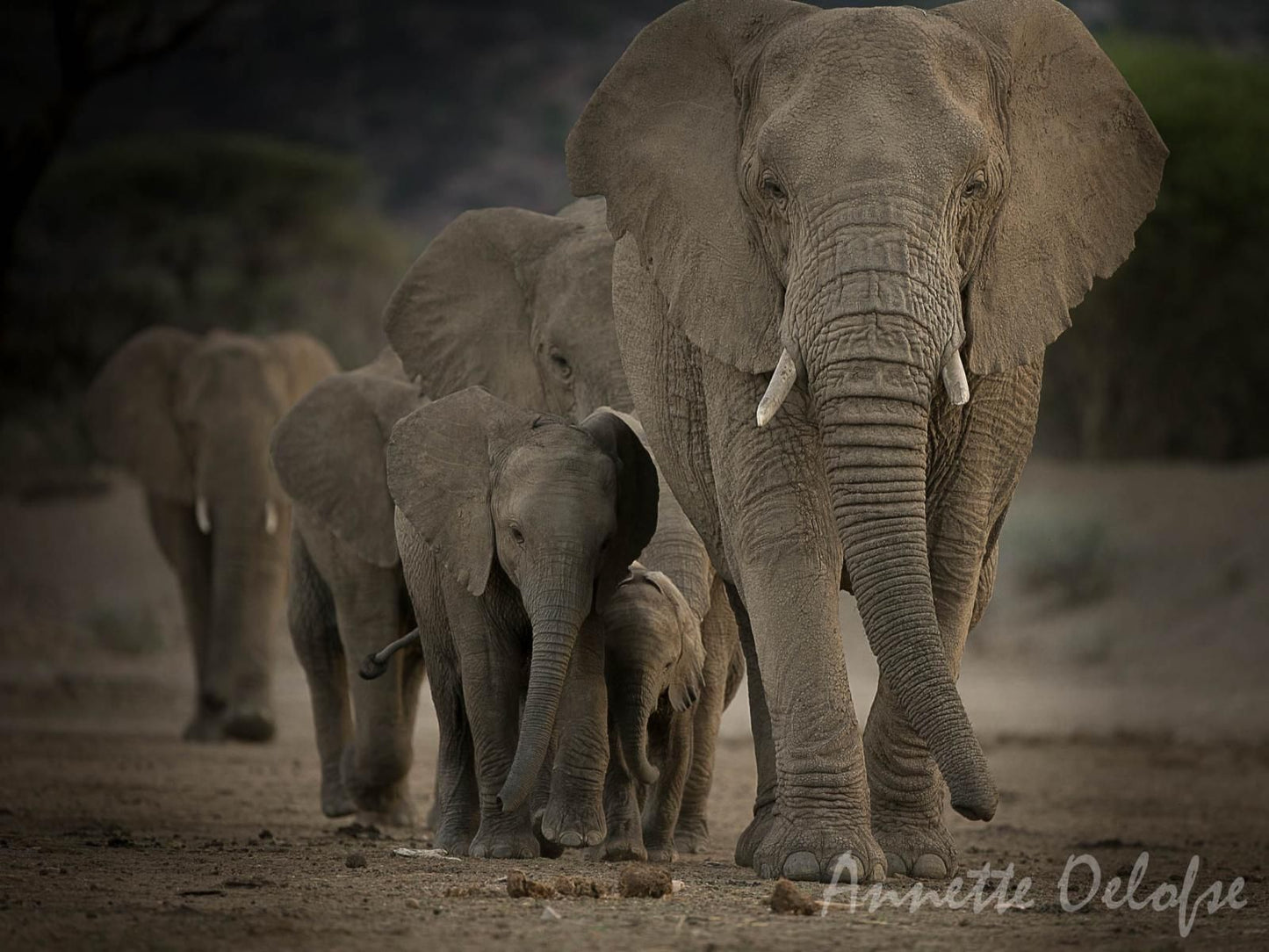 Mount Etjo Safari Lodge, Elephant, Mammal, Animal, Herbivore