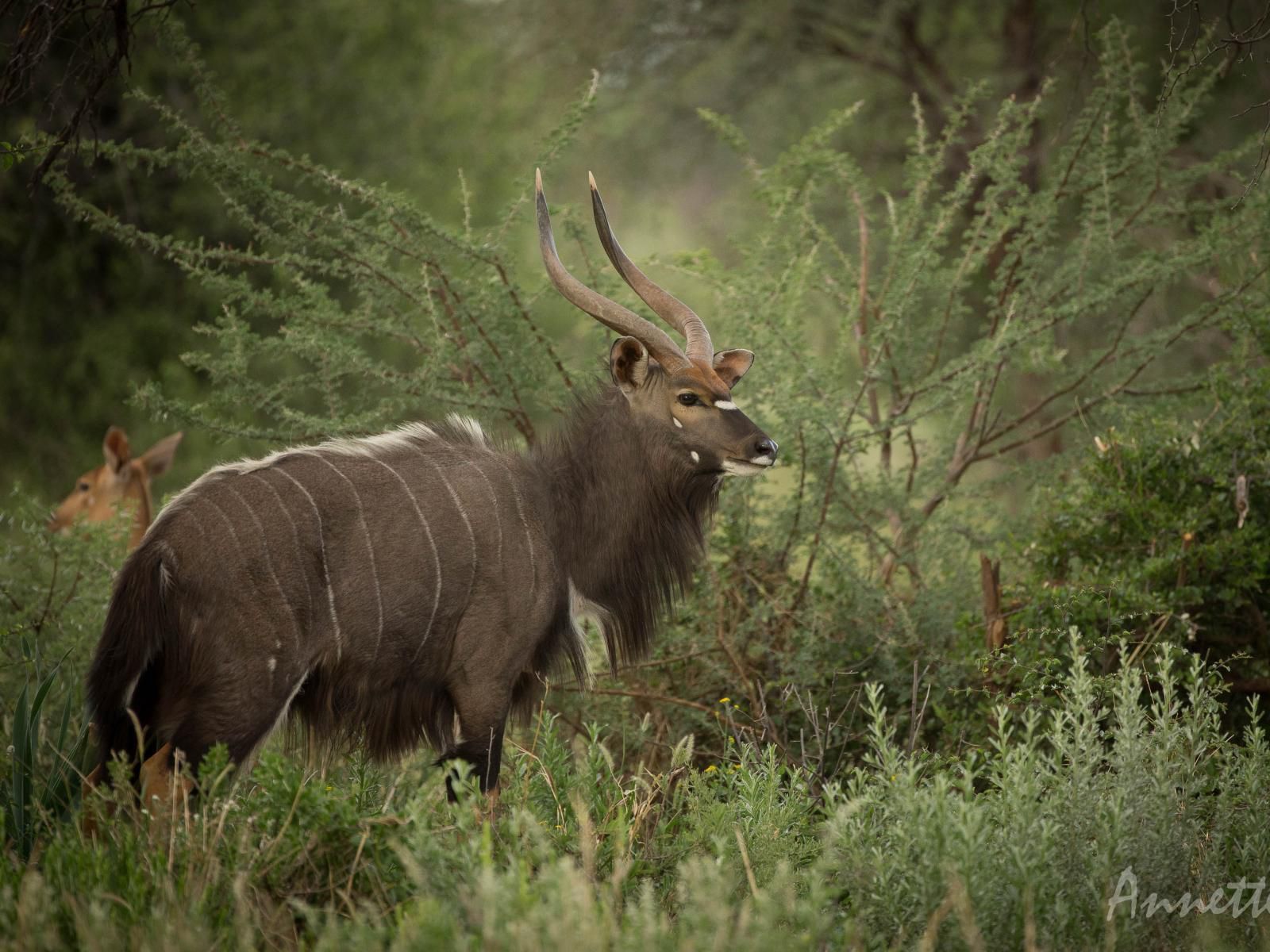 Mount Etjo Safari Lodge, Animal