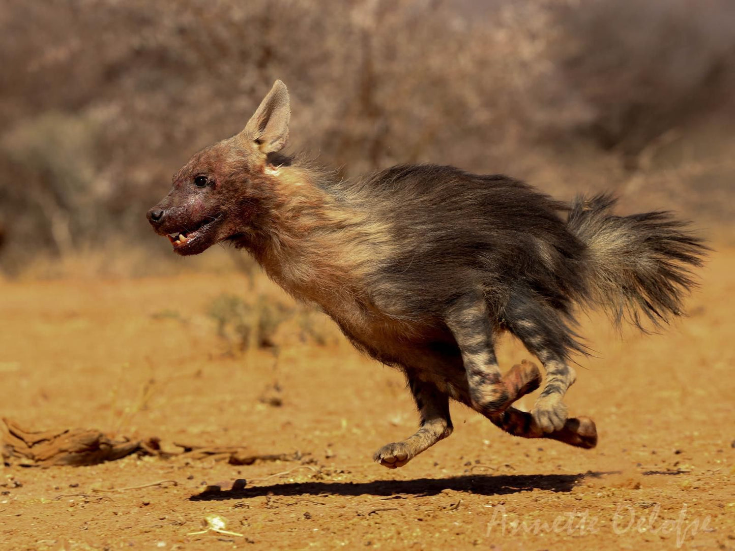 Mount Etjo Safari Lodge, Boar, Mammal, Animal, Herbivore