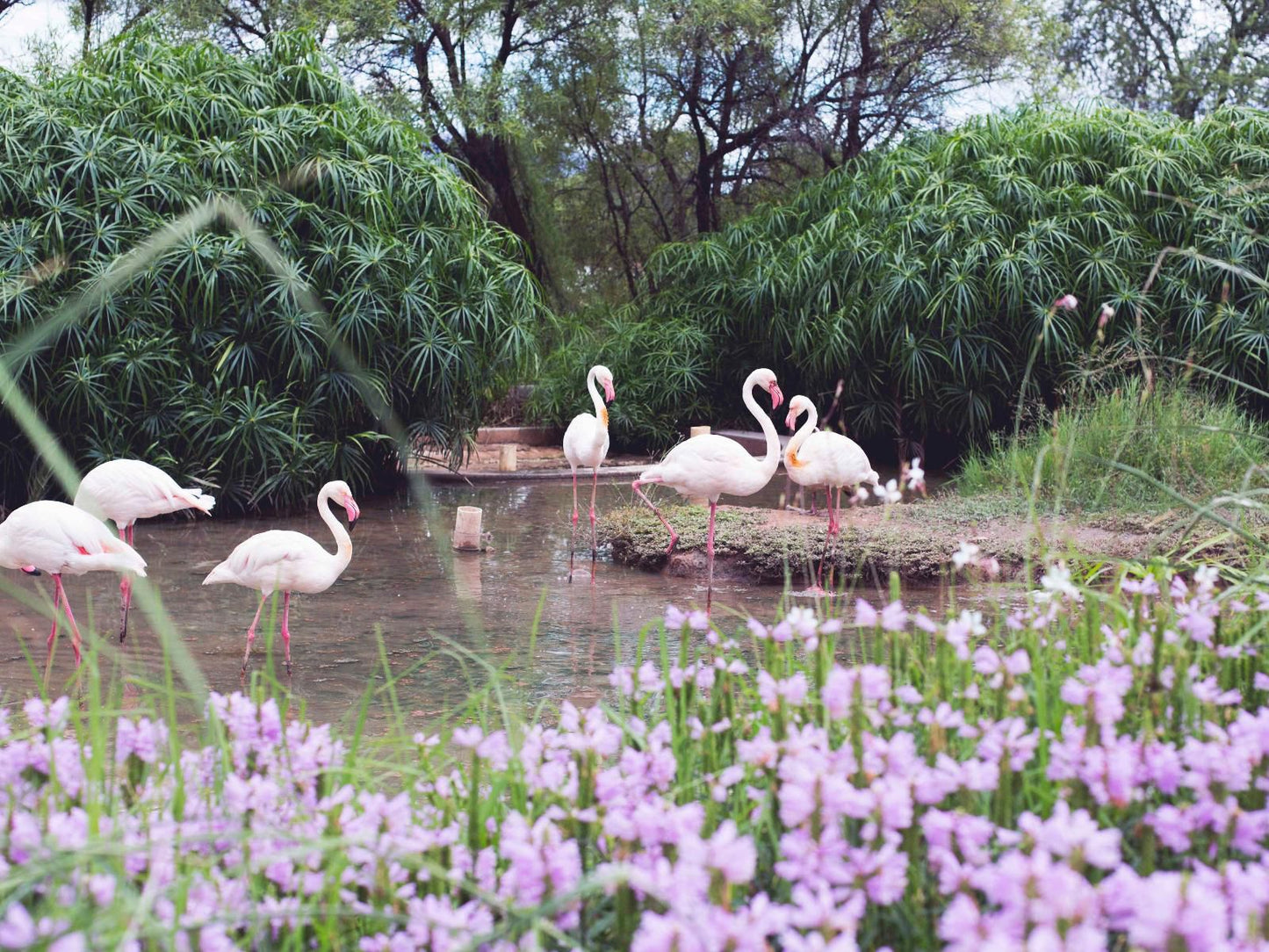 Mount Etjo Safari Lodge, Bird, Animal