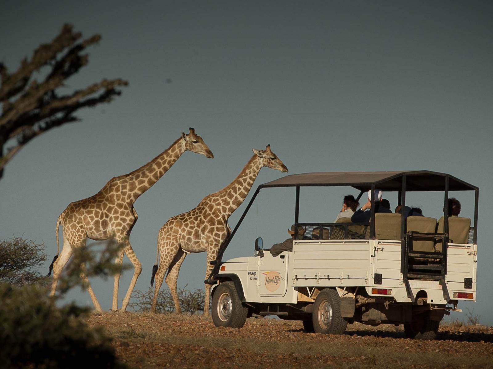 Mount Etjo Safari Lodge, Animal, Desert, Nature, Sand