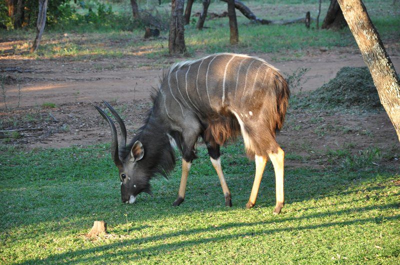 Mount Hope Private Game Reserve Vaalwater Limpopo Province South Africa Animal