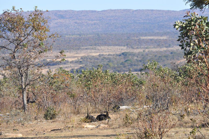 Mount Hope Private Game Reserve Vaalwater Limpopo Province South Africa Complementary Colors, Animal