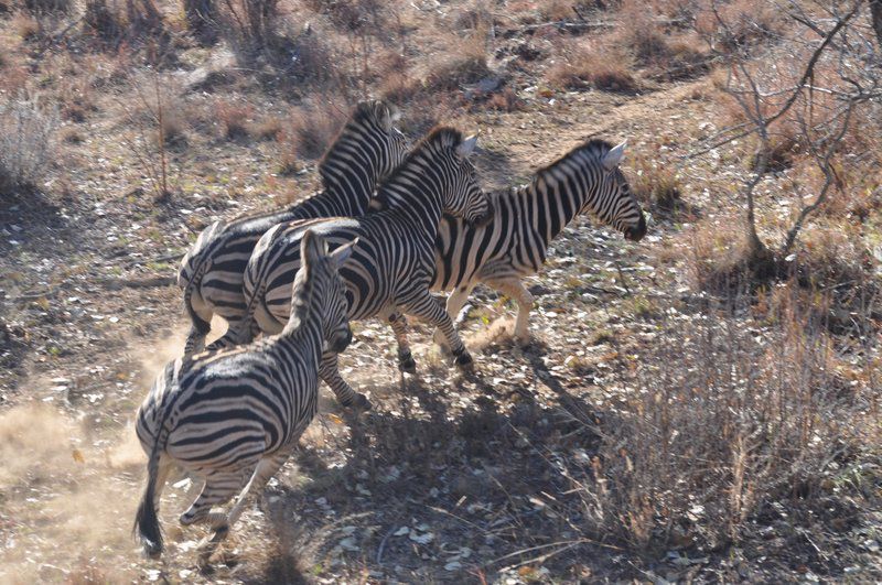 Mount Hope Private Game Reserve Vaalwater Limpopo Province South Africa Unsaturated, Zebra, Mammal, Animal, Herbivore