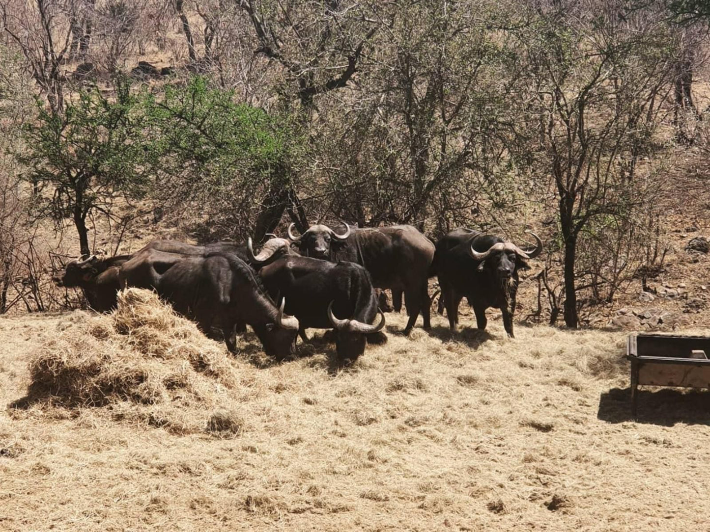 Mount Marula Game Lodge Thabazimbi Limpopo Province South Africa Sepia Tones, Water Buffalo, Mammal, Animal, Herbivore