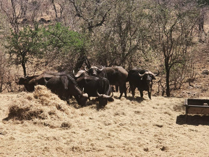 Mount Marula Game Lodge Thabazimbi Limpopo Province South Africa Sepia Tones, Water Buffalo, Mammal, Animal, Herbivore