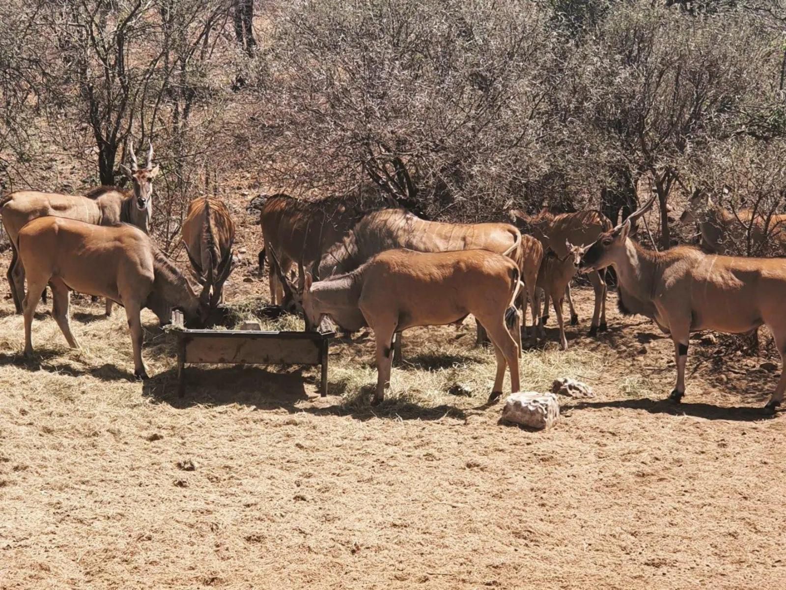 Mount Marula Game Lodge Thabazimbi Limpopo Province South Africa Sepia Tones, Animal