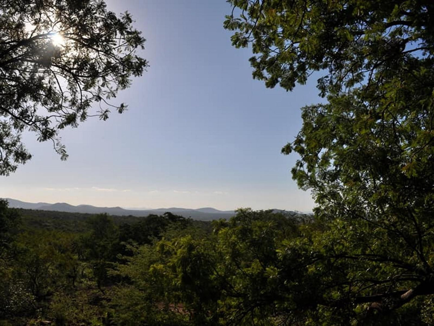 Mount Marula Game Lodge Thabazimbi Limpopo Province South Africa Forest, Nature, Plant, Tree, Wood