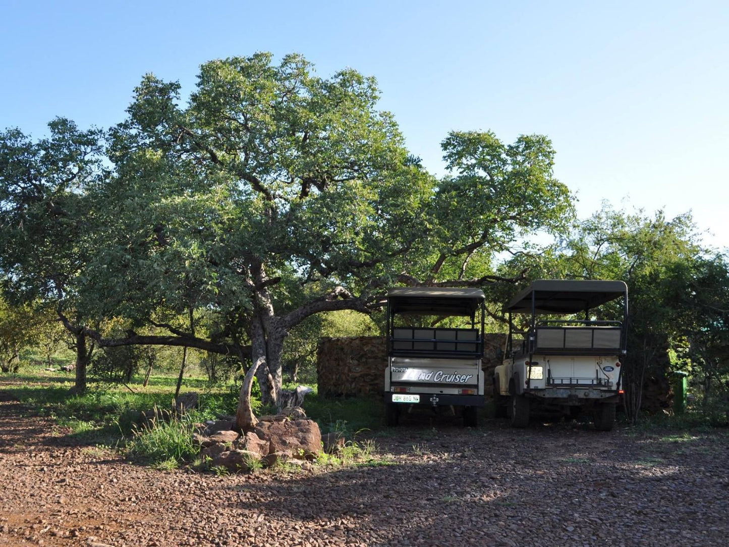 Mount Marula Game Lodge Thabazimbi Limpopo Province South Africa Tree, Plant, Nature, Wood