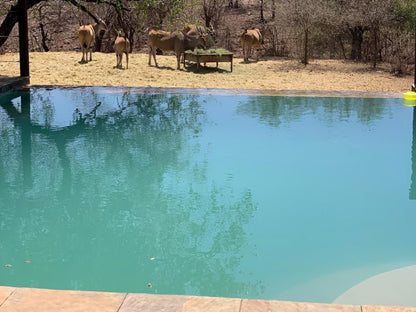 Mount Marula Game Lodge Thabazimbi Limpopo Province South Africa Animal, Swimming Pool
