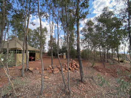 Mount Nebo Hillside Reserve Muldersdrift Gauteng South Africa Tree, Plant, Nature, Wood