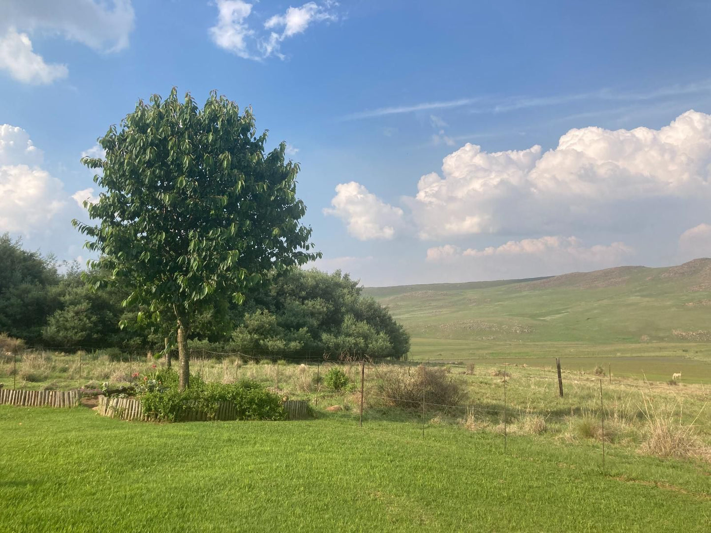 Mountain View Cottage Verloren Valei Nature Reserve Mpumalanga South Africa Complementary Colors, Tree, Plant, Nature, Wood, Lowland