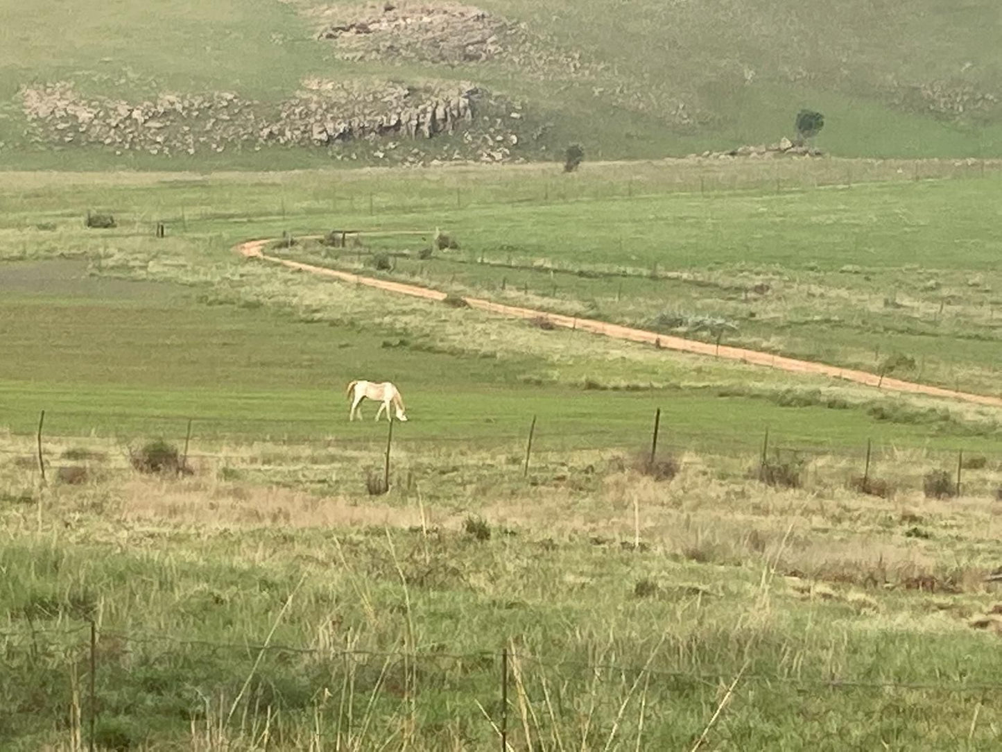 Mountain View Cottage Verloren Valei Nature Reserve Mpumalanga South Africa Animal