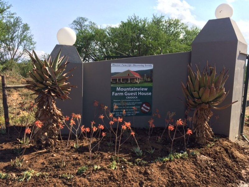 Mountain View Country Guest House Cradock Eastern Cape South Africa Cactus, Plant, Nature