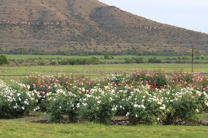 Mountain View Country Guest House Cradock Eastern Cape South Africa Field, Nature, Agriculture, Plant