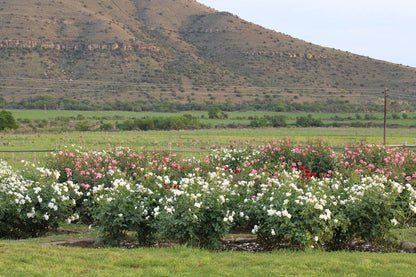 Mountain View Country Guest House Cradock Eastern Cape South Africa Field, Nature, Agriculture, Plant