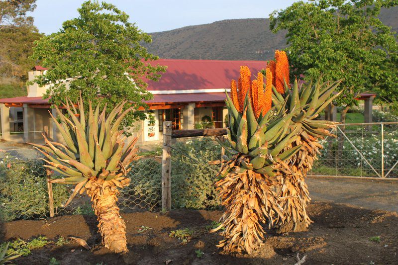 Mountain View Country Guest House Cradock Eastern Cape South Africa Plant, Nature