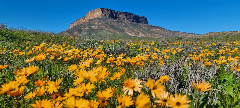 Mountain View Guesthouse Vanrhynsdorp Western Cape South Africa Complementary Colors, Plant, Nature