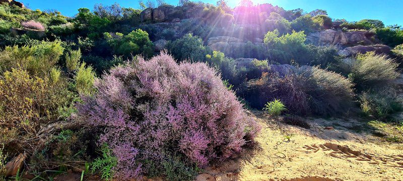 Mountain View Guesthouse Vanrhynsdorp Western Cape South Africa Cactus, Plant, Nature