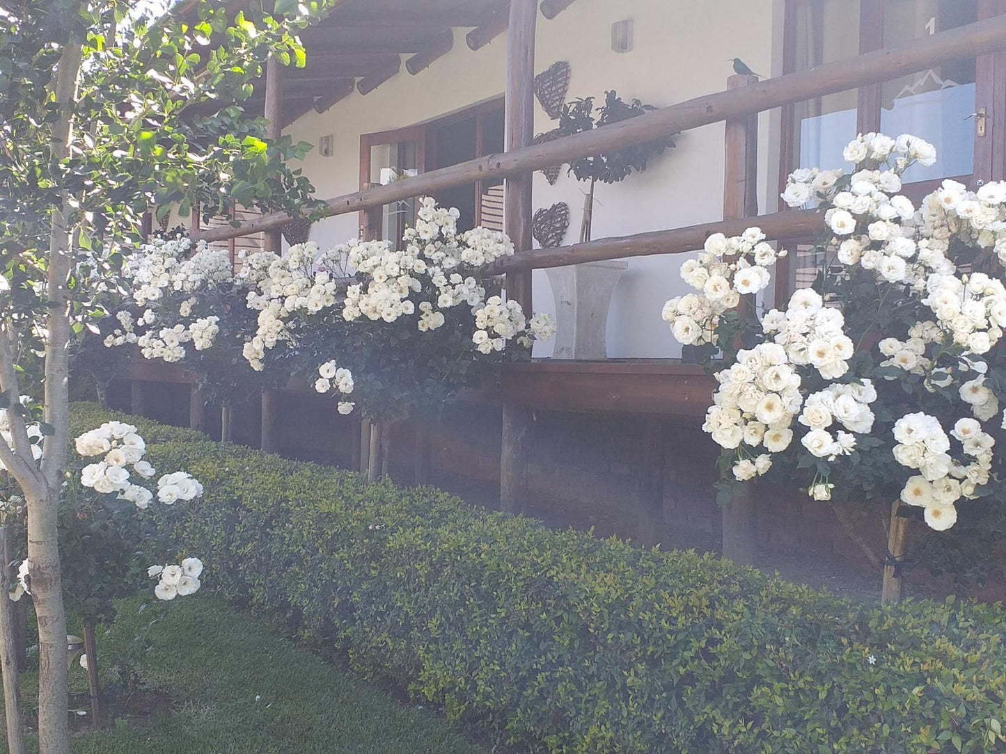 Mountain View Lodge Volksrust, Balcony, Architecture, Blossom, Plant, Nature, House, Building, Rose, Flower