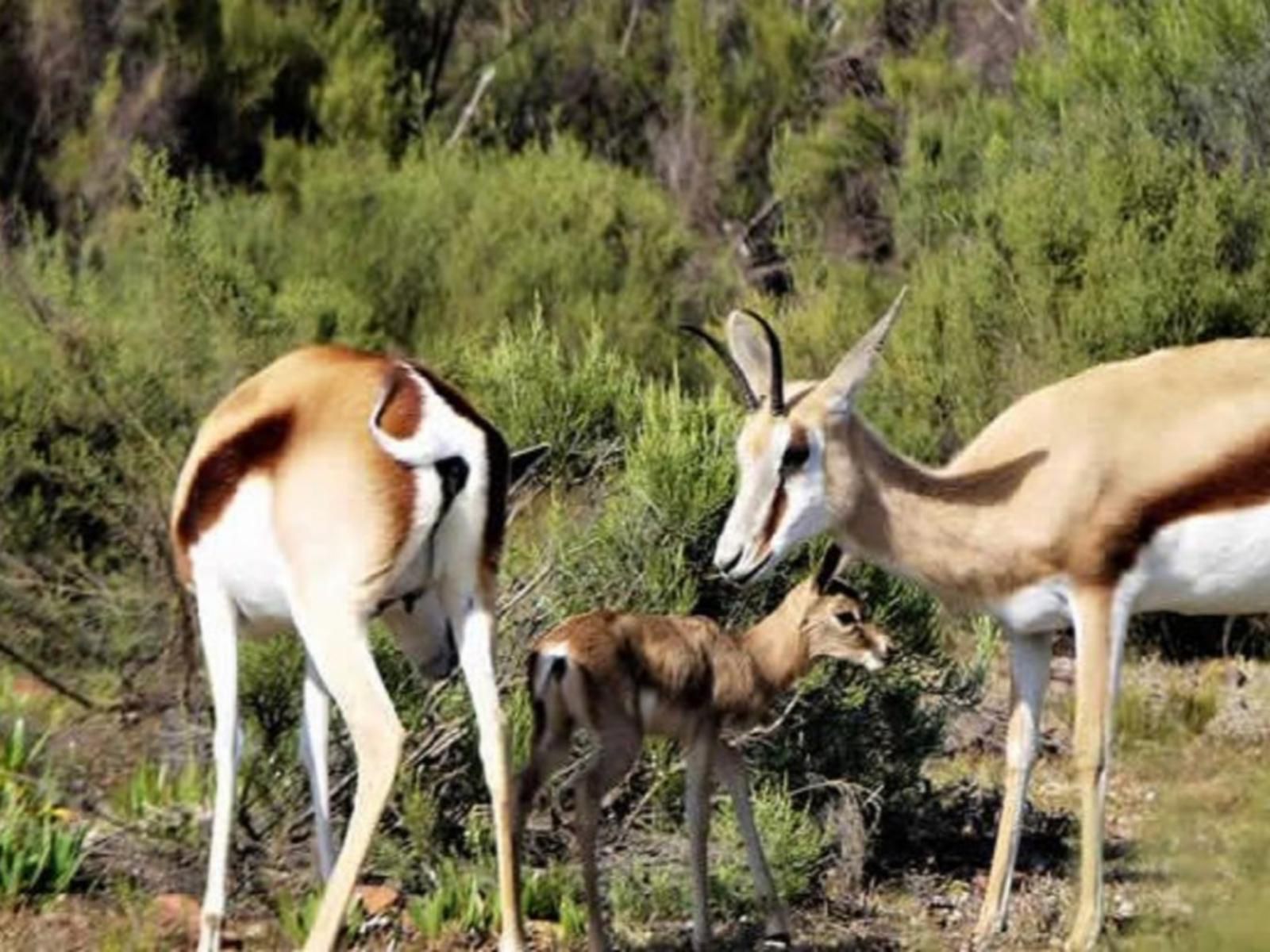 Mountain Pastures Uniondale Western Cape South Africa Animal