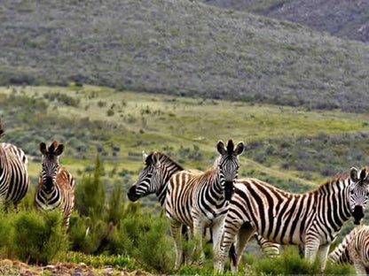 Mountain Pastures Uniondale Western Cape South Africa Zebra, Mammal, Animal, Herbivore