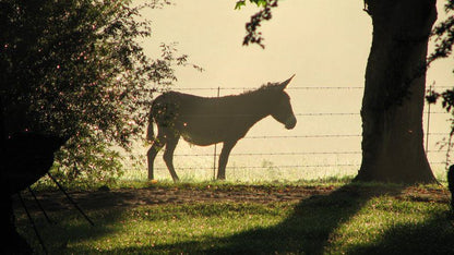 Mountain Splendour Eco Resort Cathkin Park Kwazulu Natal South Africa Animal