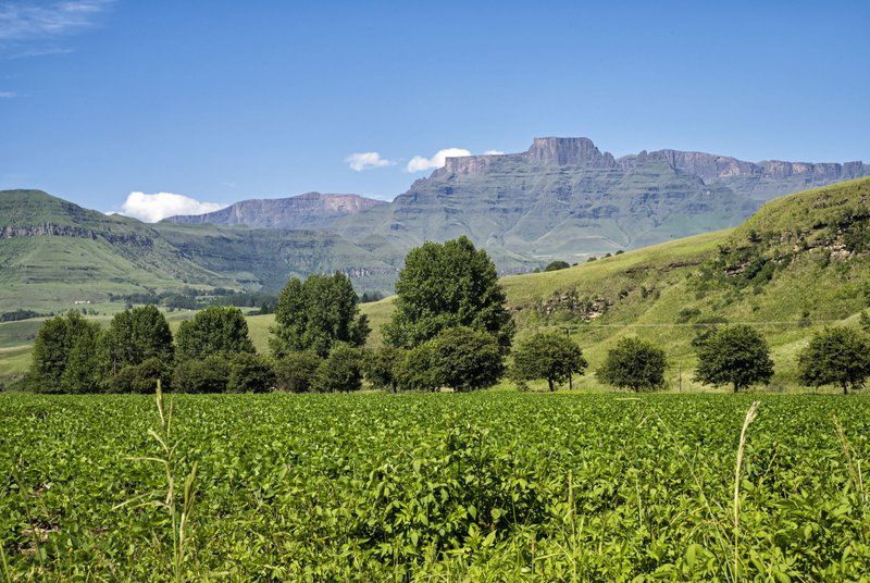 Mountain Splendour Eco Resort Cathkin Park Kwazulu Natal South Africa Complementary Colors, Field, Nature, Agriculture