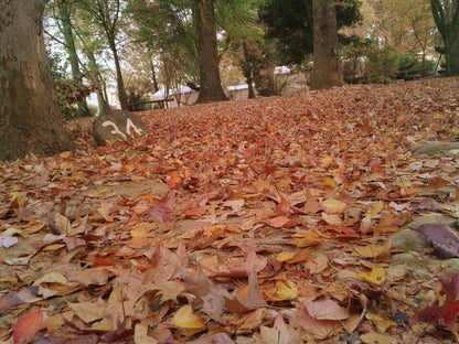 Mountain Splendour Eco Resort Cathkin Park Kwazulu Natal South Africa Leaf, Plant, Nature, Tree, Wood, Autumn