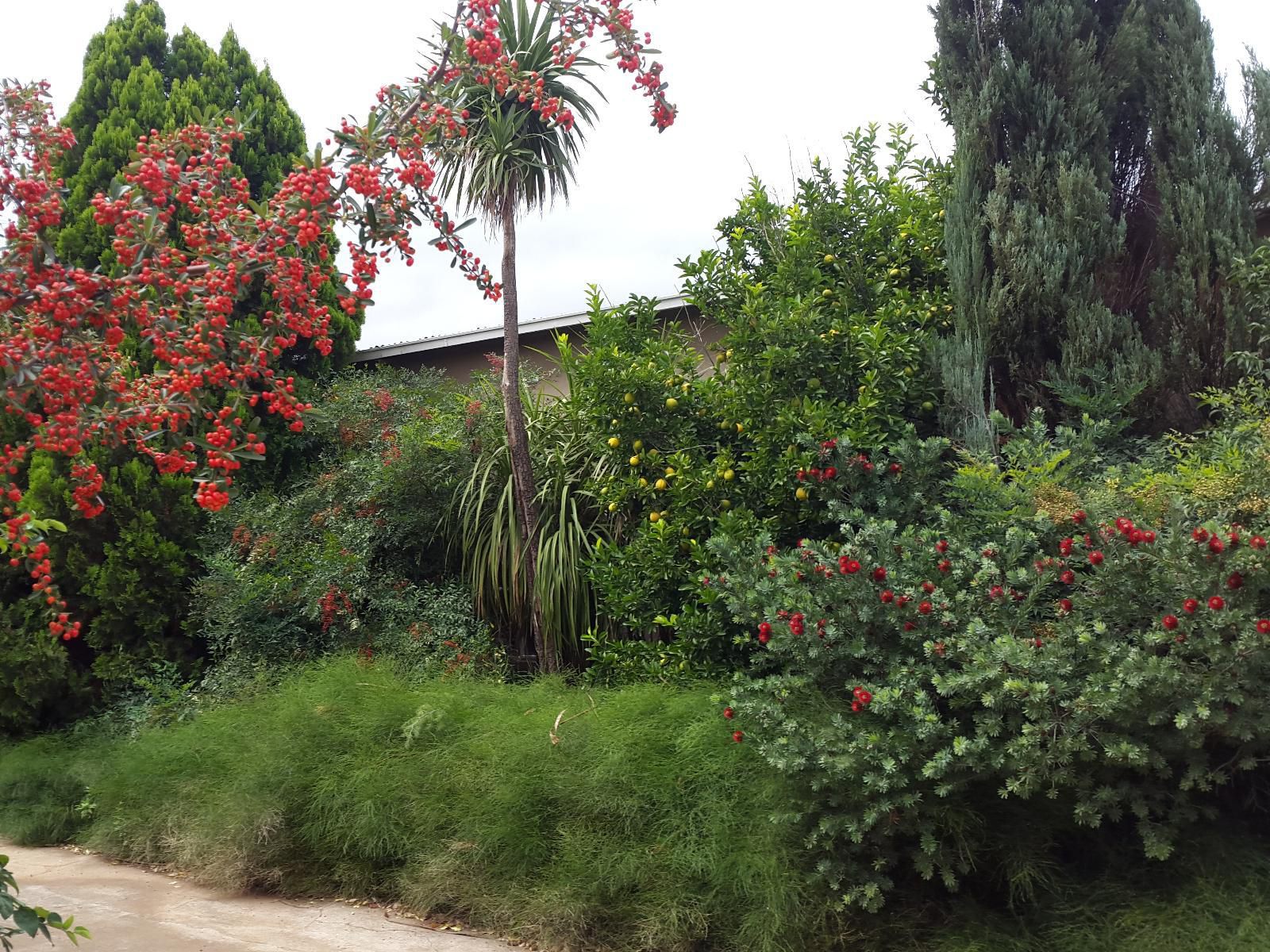 A Mountain View Country Estate Parys Free State South Africa Palm Tree, Plant, Nature, Wood, Garden