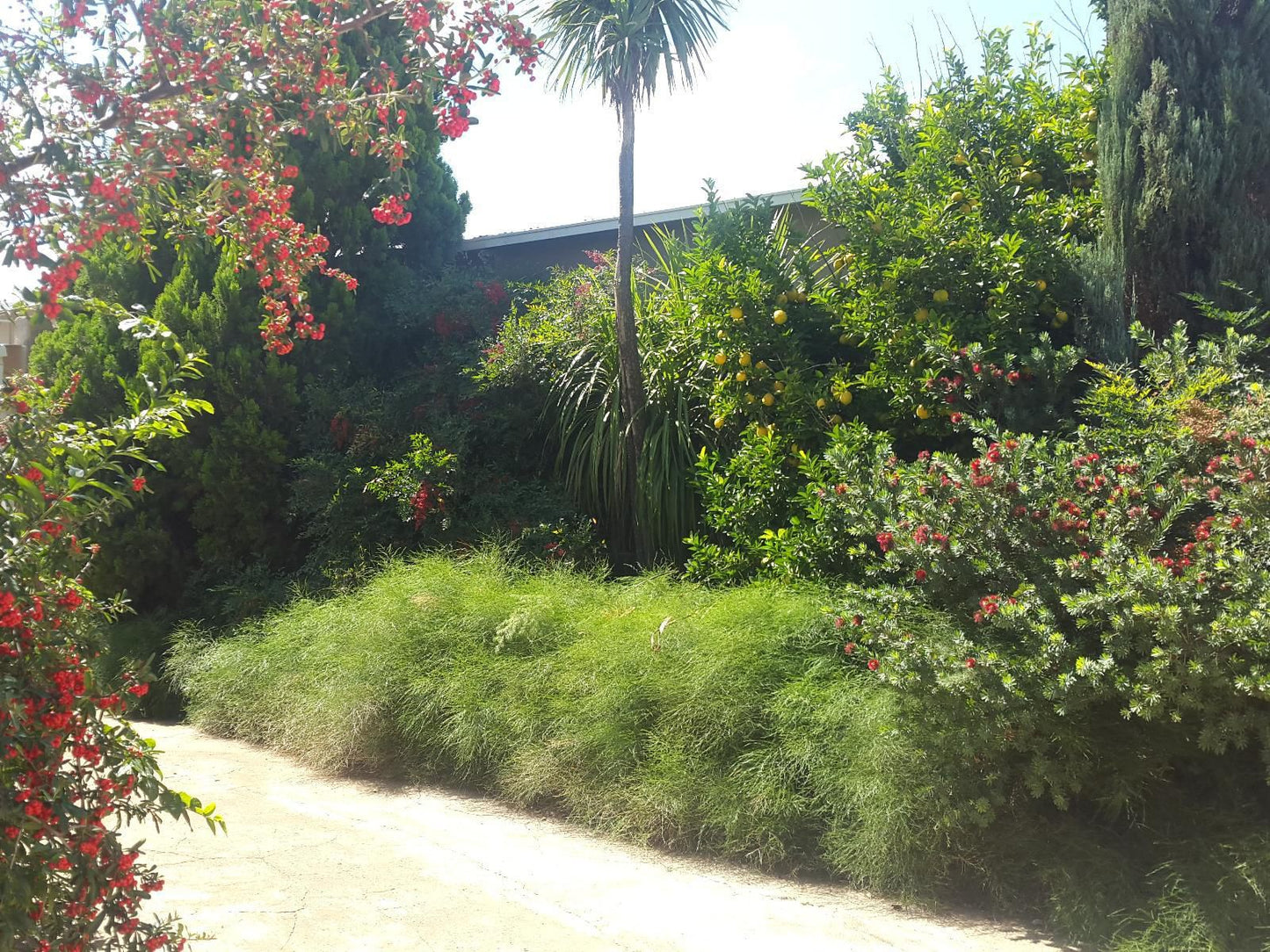 A Mountain View Country Estate Parys Free State South Africa Palm Tree, Plant, Nature, Wood, Garden