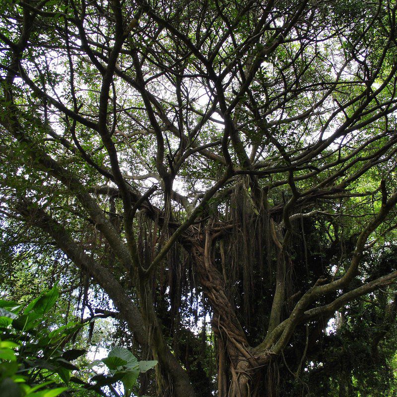 Mount Azimbo Lodge Makhado Louis Trichardt Limpopo Province South Africa Forest, Nature, Plant, Tree, Wood