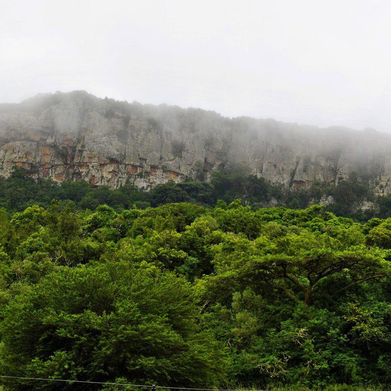 Mount Azimbo Lodge Makhado Louis Trichardt Limpopo Province South Africa Forest, Nature, Plant, Tree, Wood, Highland