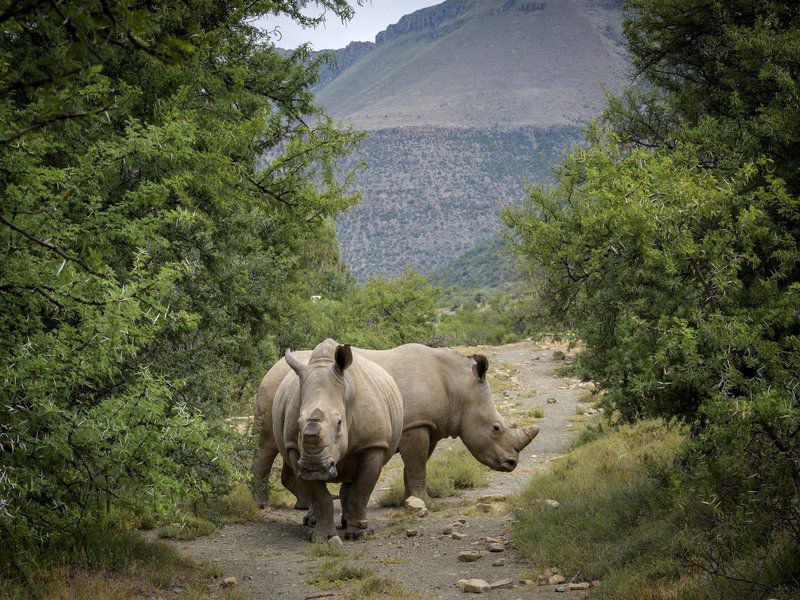 Mount Camdeboo Private Game Reserve Graaff Reinet Eastern Cape South Africa Rhino, Mammal, Animal, Herbivore