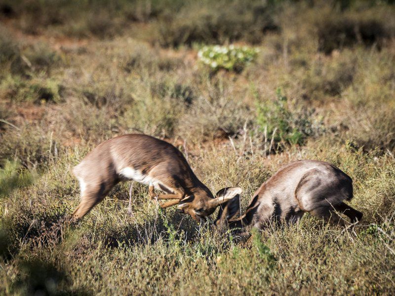 Mount Camdeboo Private Game Reserve Graaff Reinet Eastern Cape South Africa Sepia Tones, Animal