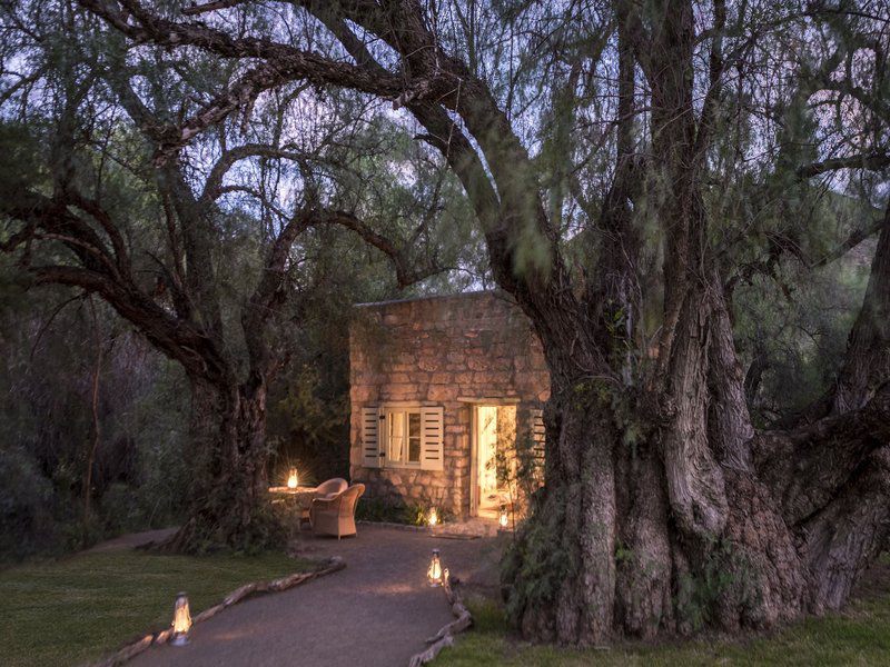 Mount Camdeboo Private Game Reserve Graaff Reinet Eastern Cape South Africa Plant, Nature, Framing